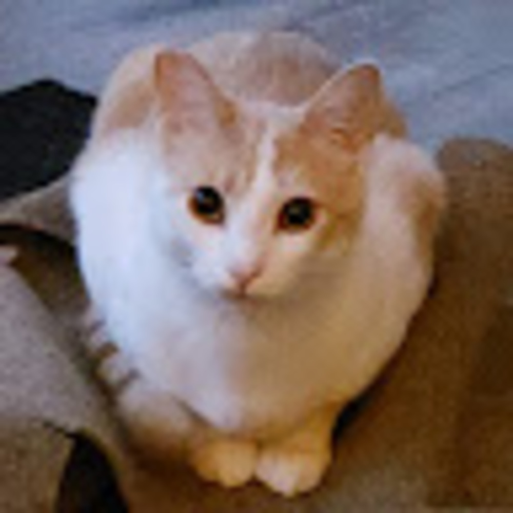 Meet your Posher, Helena